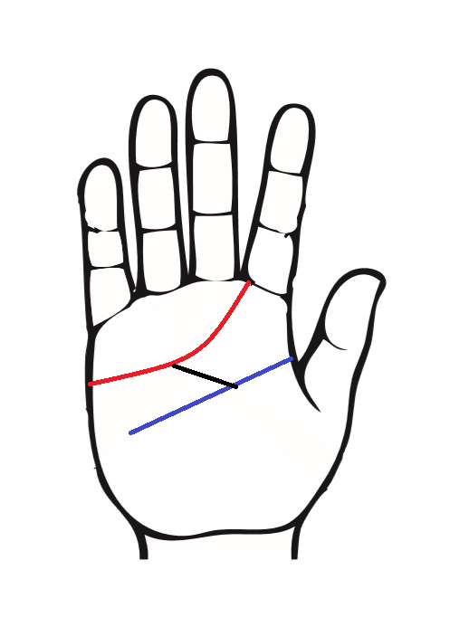 感情線と知能線 頭脳線 がつながる手相は仕事運が良いキャリア線 手相labo 星健太郎 Hoshi