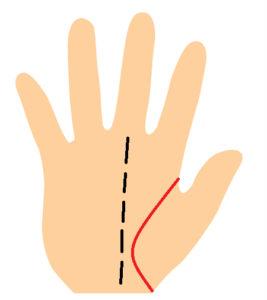 手相、生命線の膨らみが中指に届いていないr